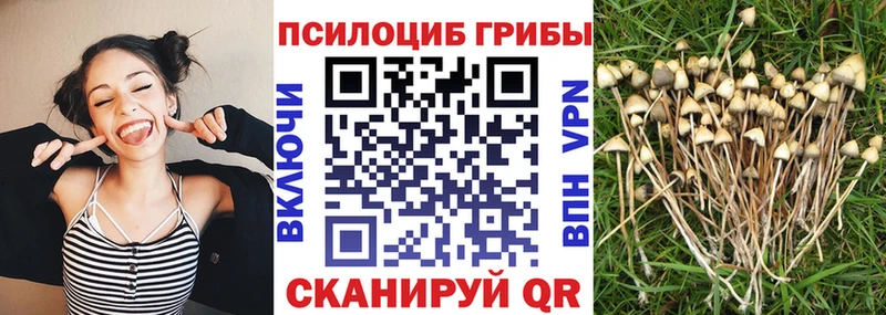 купить закладку гидра как зайти Галлюциногенные грибы Psilocybe Тбилисская